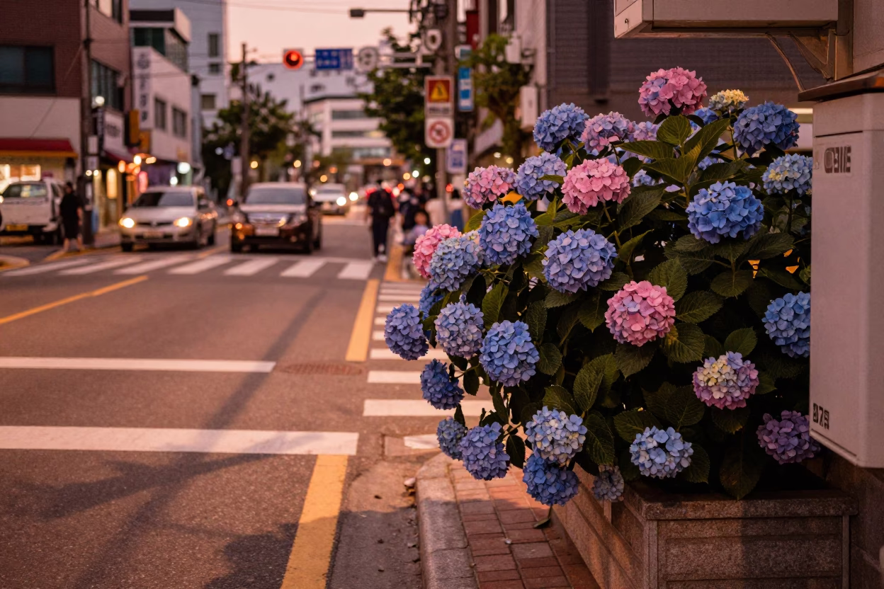 Busan South Korea Dusk Street Scene with Hydrangea Bush and Urban Architecture in in Busan, South Korea