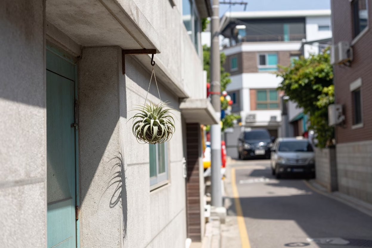 Busan South Korea Midday Street Scene with Hanging Air Plant and Doormat in in Busan, South Korea