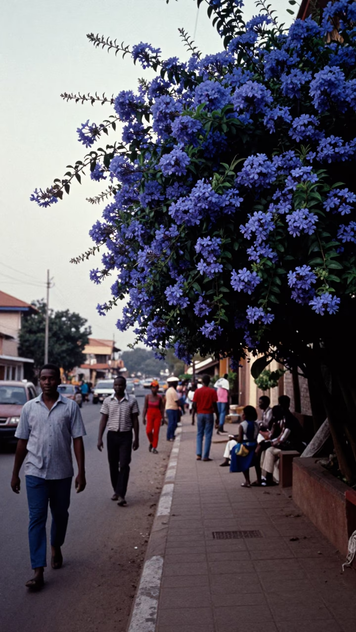 Busy Accra Street Scene Early Evening with Plumbago Hedge and Local Vendor in in Accra, Ghana