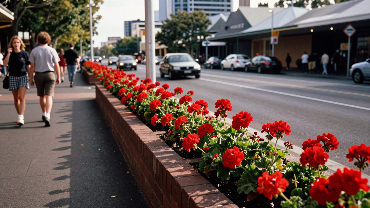 Busy Adelaide South Australia Street Scene Early Afternoon with Geraniums and Peg Basket in in Adelaide, South Australia, Australia