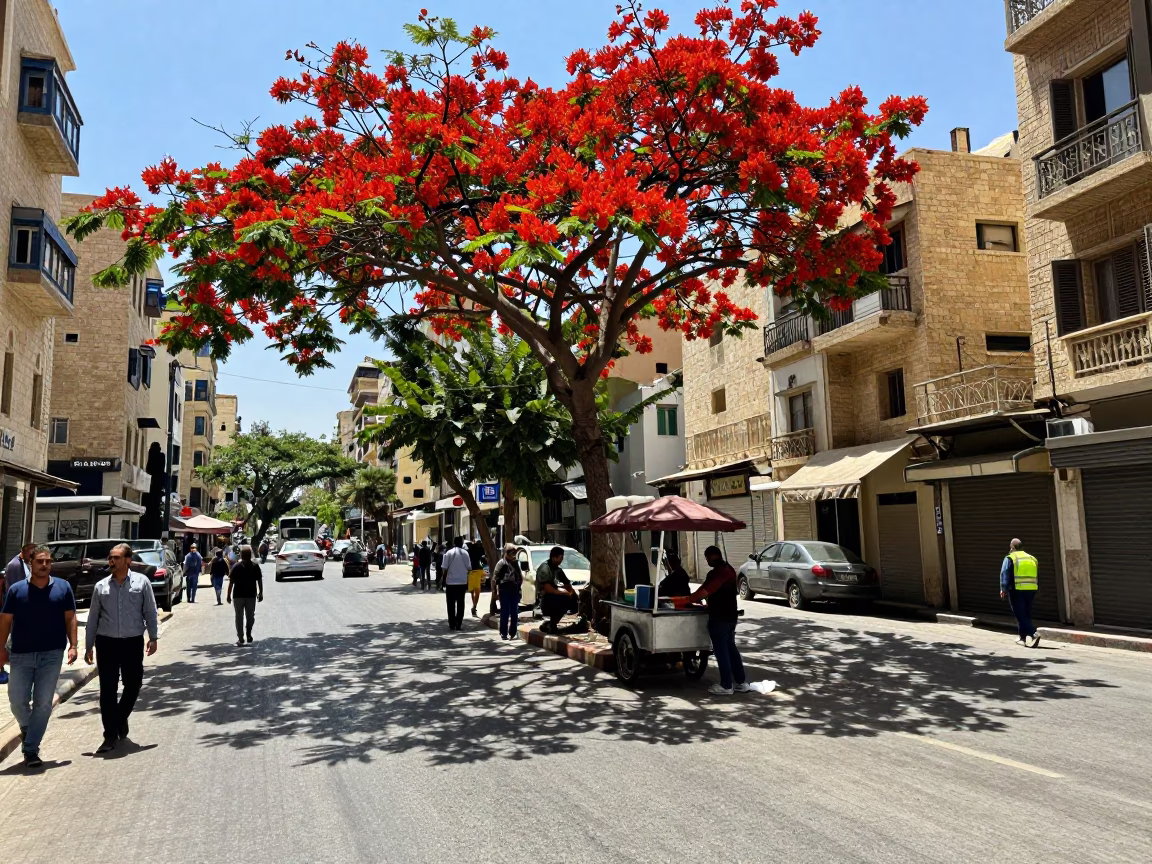 Busy Beirut Street Scene with Flame Tree Bloom and Daily Life in in Beirut, Lebanon