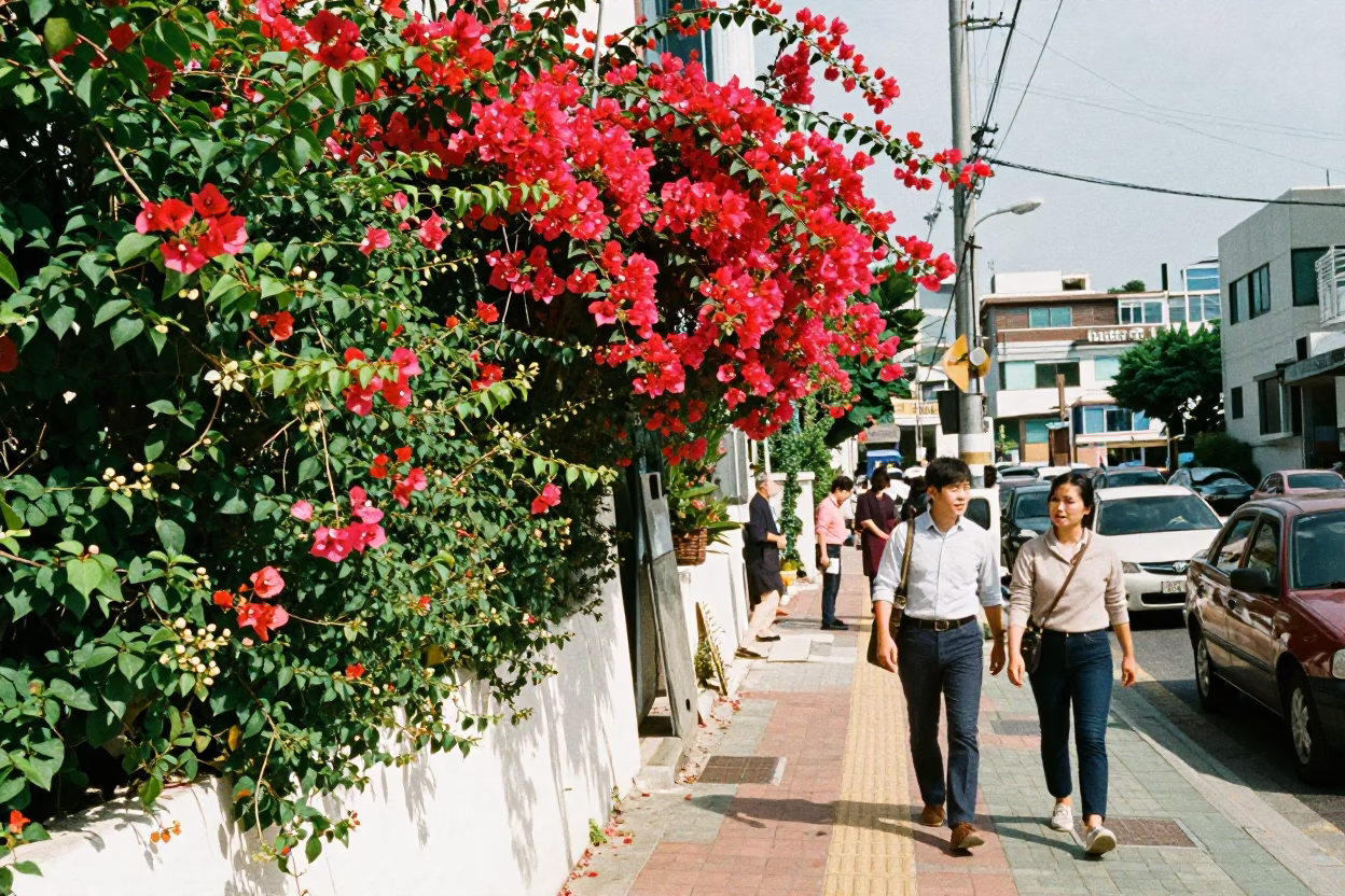 Busy Busan Street Scene with Plumbago Hedge and Bougainvillea in Midmorning Light in in Busan, South Korea