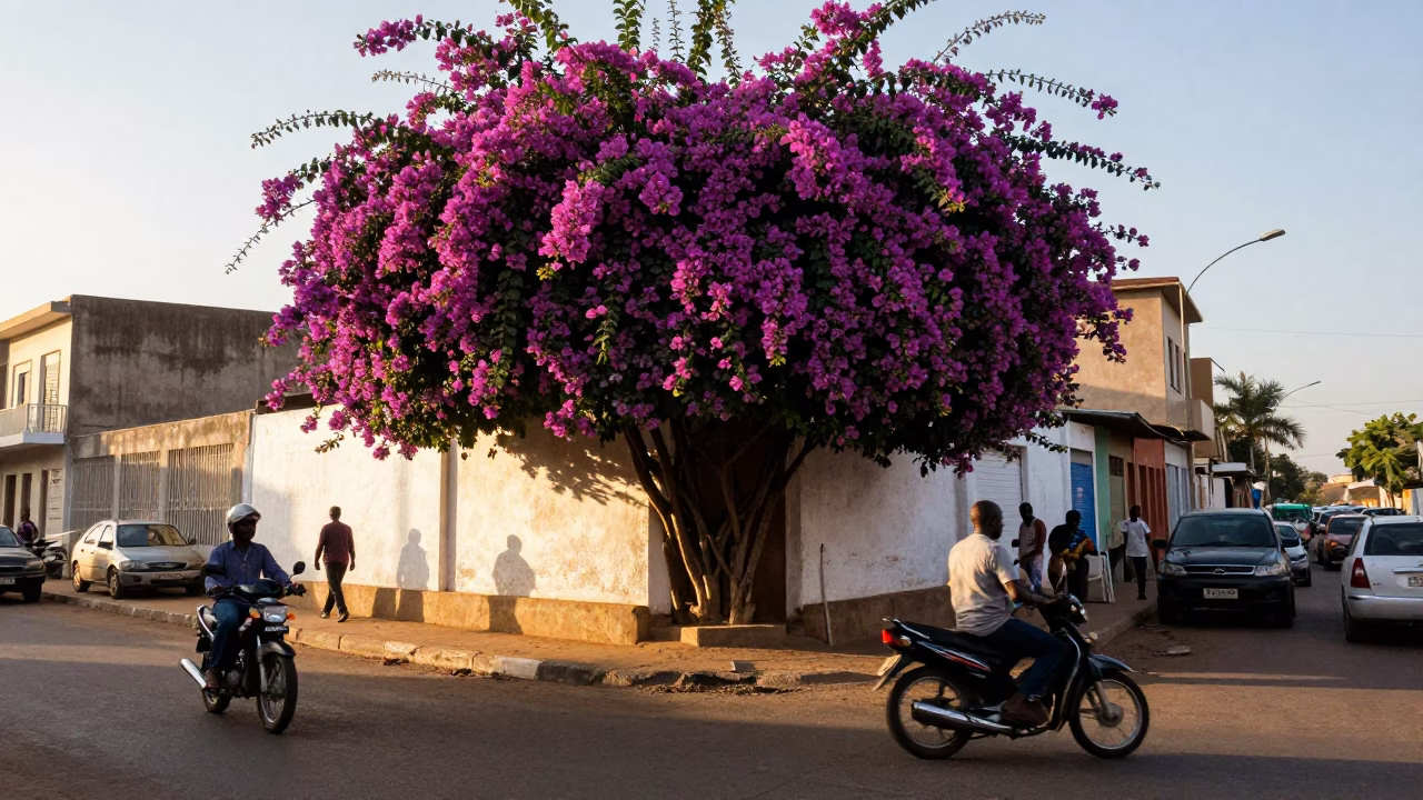 Busy Dakar Senegal street scene with bougainvillea and morning light in in Dakar, Senegal