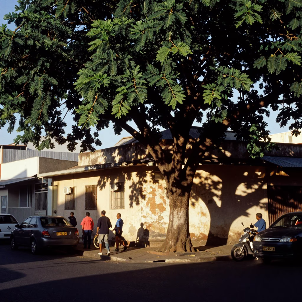 Busy Durban Street Corner Late Afternoon with Strangler Fig and Doormat in in Durban, South Africa