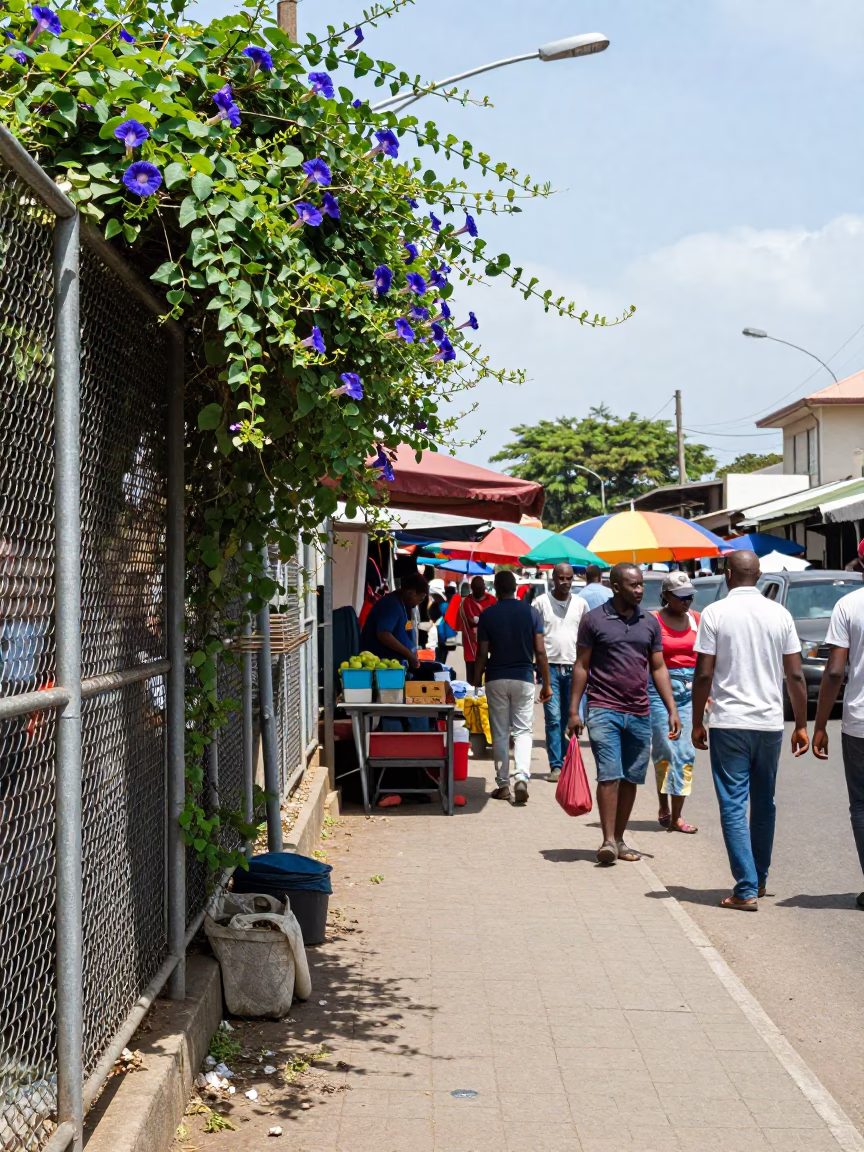 Busy Durban Street Market Midday Scene with Morning Glory Fence and Mixing Jug in in Durban, South Africa