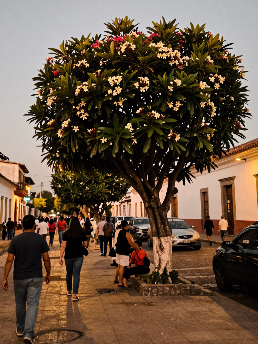 Busy Evening Street Scene in Quito Ecuador with Frangipani Tree and Local Pedestrians in in Quito, Ecuador