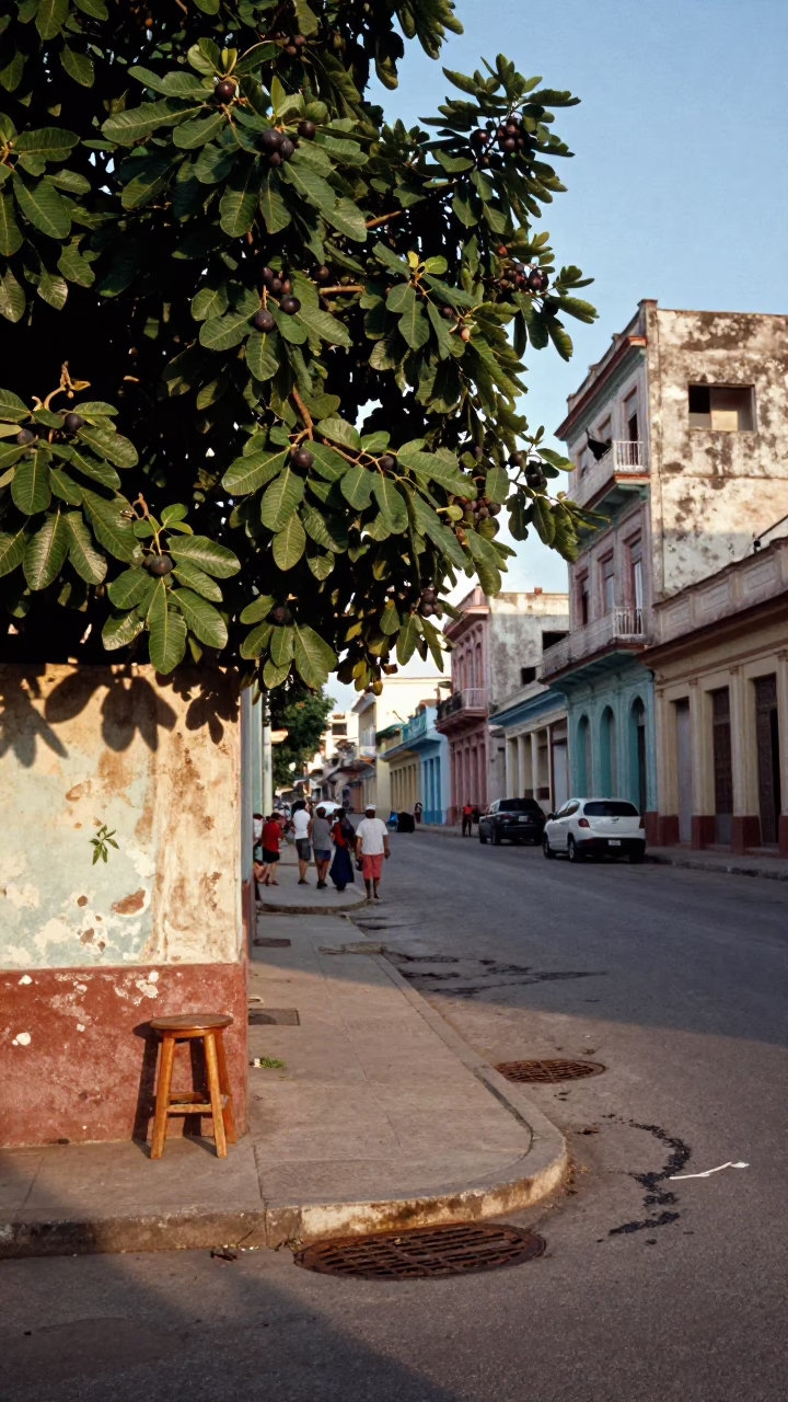 Busy Havana Street Corner Late Afternoon with Fig Tree and Rusty Drain in in Havana, Cuba