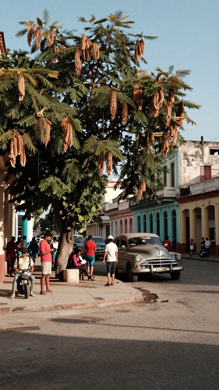 Busy Havana Street Scene with Tamarind Tree and Local Life in Late Afternoon Light in in Havana, Cuba