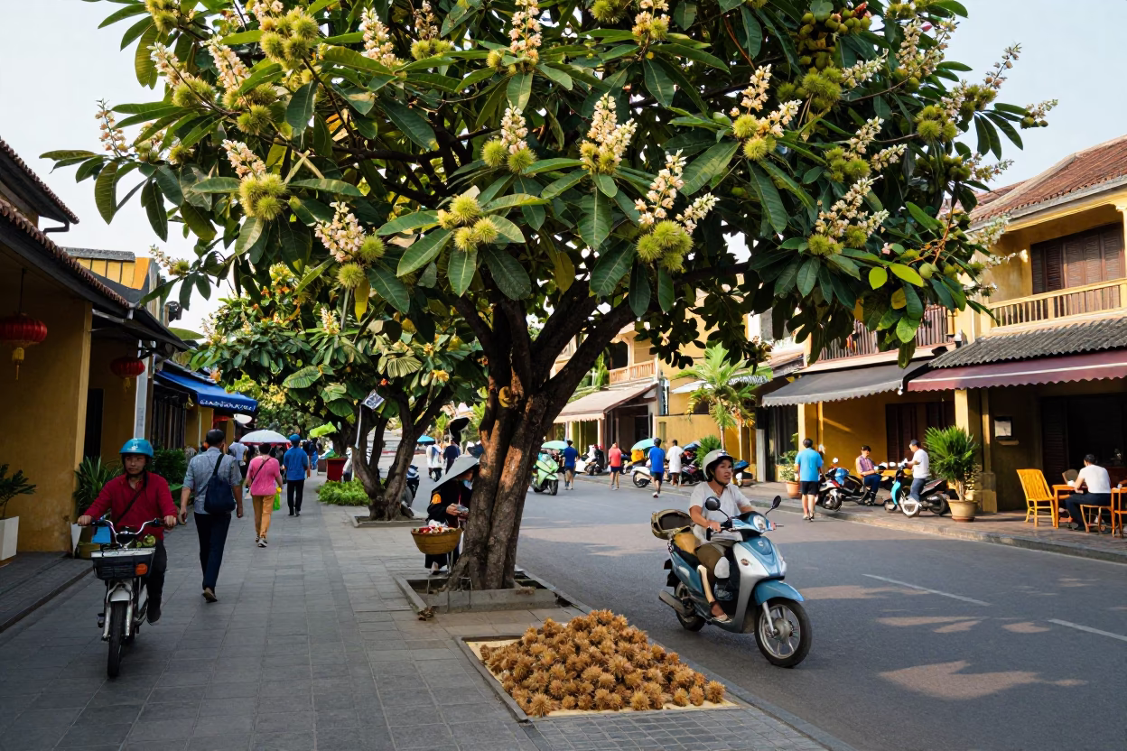 Busy Hoi An Street Scene with Chestnut Tree Husks and Morning Light in in Hoi An, Vietnam
