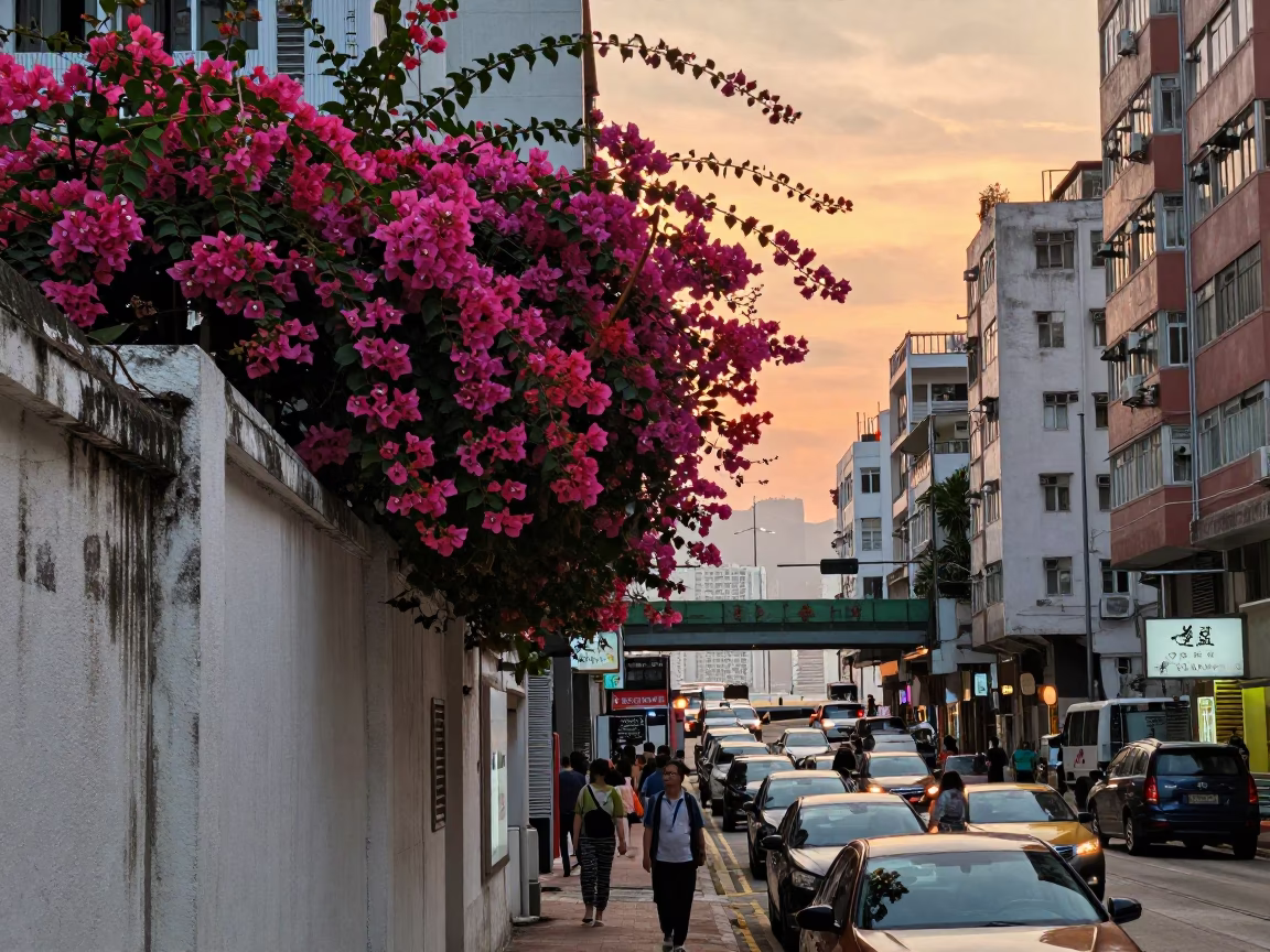 Busy Hong Kong Street at Sunset with Bougainvillea and Local Life in in Hong Kong, Hong Kong