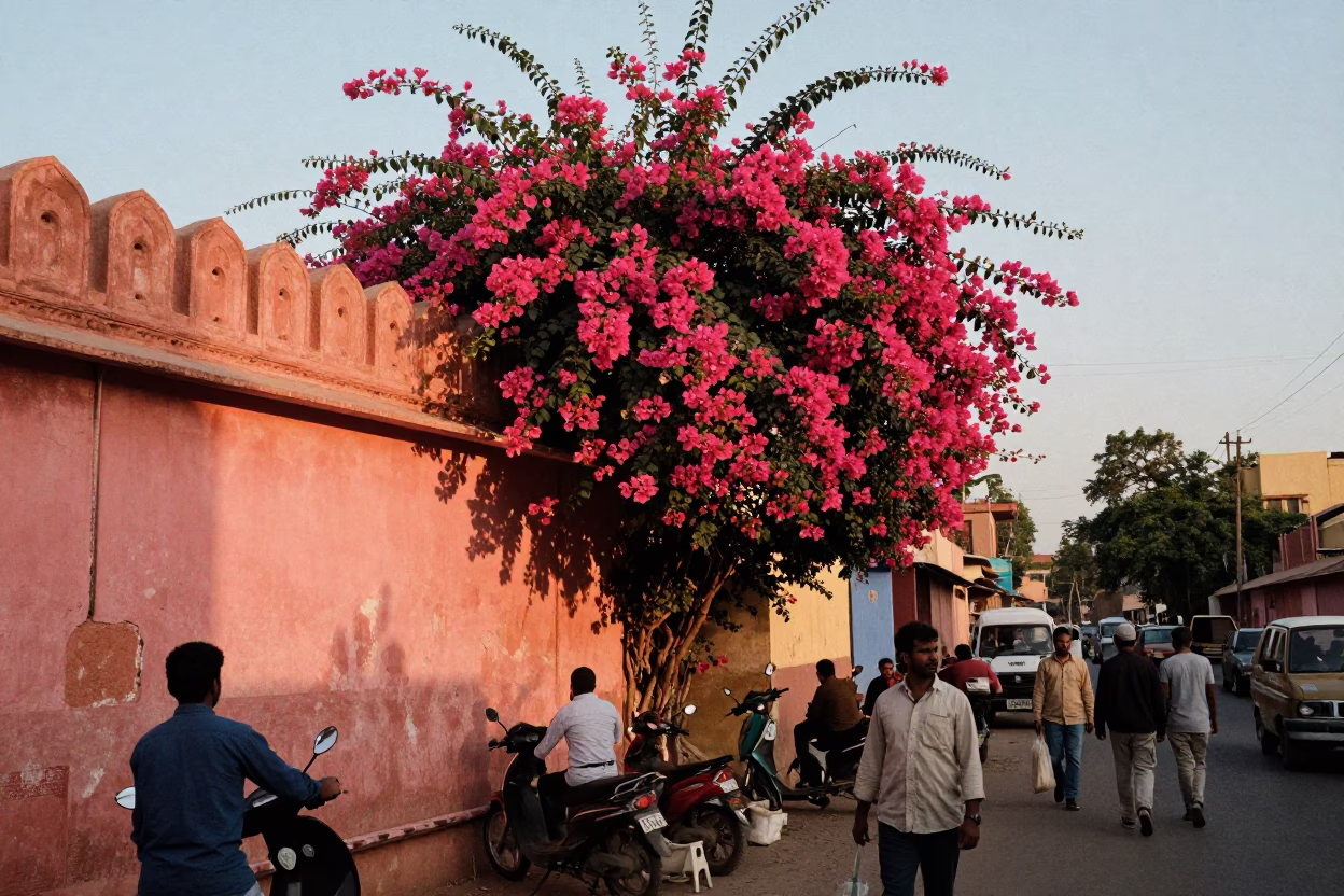 Busy Jaipur Street Scene at Sunset with Bougainvillea and Local Market Activity in in Jaipur, India