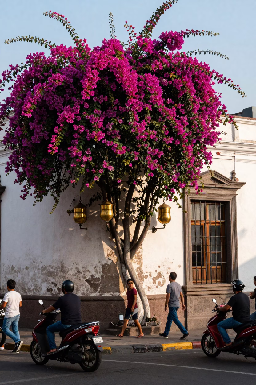 Busy Lima Street Scene with Bougainvillea and Brass Details in Late Afternoon Light in in Lima, Peru