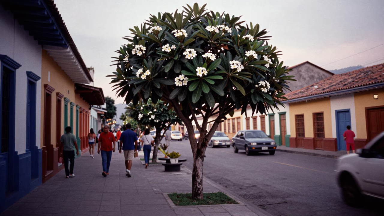 Busy Medellin Colombia Early Evening Street Scene with Plumeria Tree and Local Life in in Medellin, Colombia
