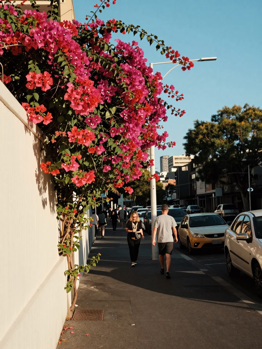 Busy Melbourne Victoria Street Scene with Bougainvillea and Urban Life in Late Afternoon Light in in Melbourne, Victoria, Australia