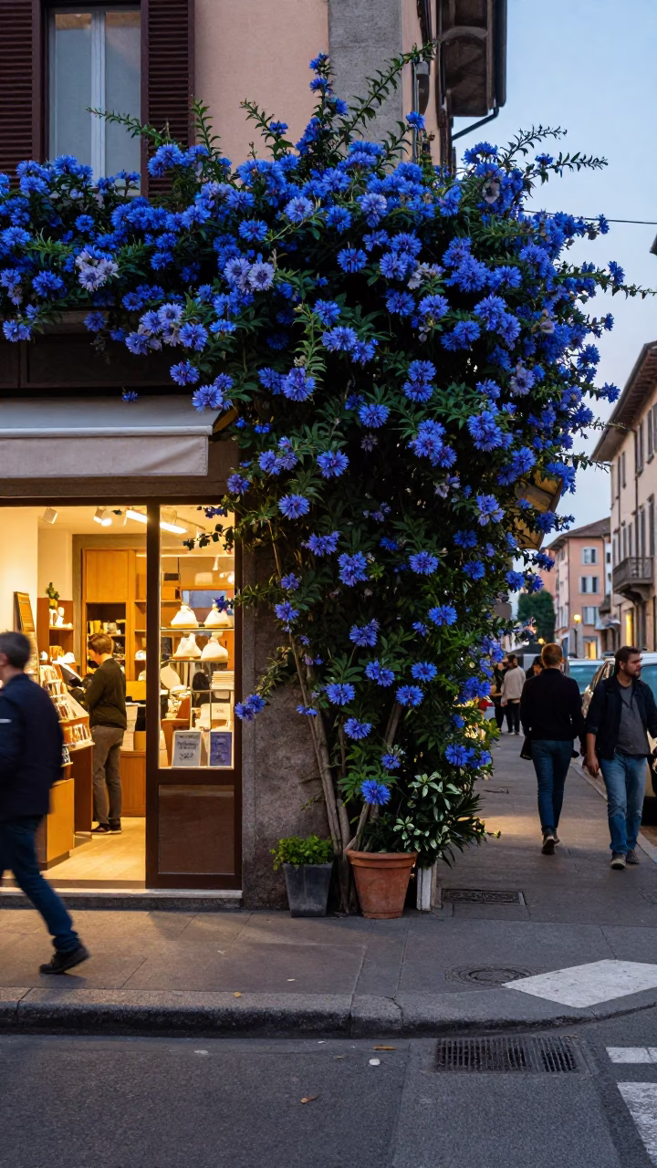 Busy Milan Street Corner Evening Scene with Plumbago Hedge and Steel Stool in in Milan, Italy