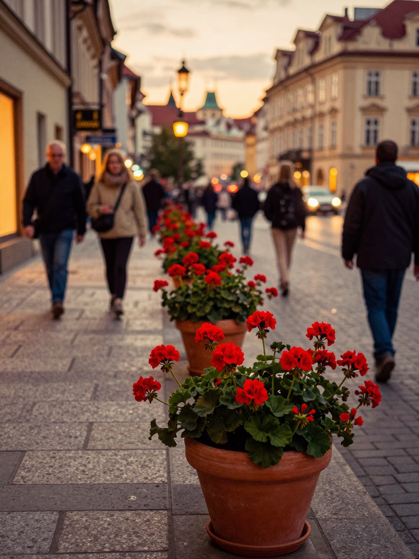 Busy Prague Evening Street Scene with Geraniums and Flowerpots in Honeyed Light in in Prague, Czech Republic