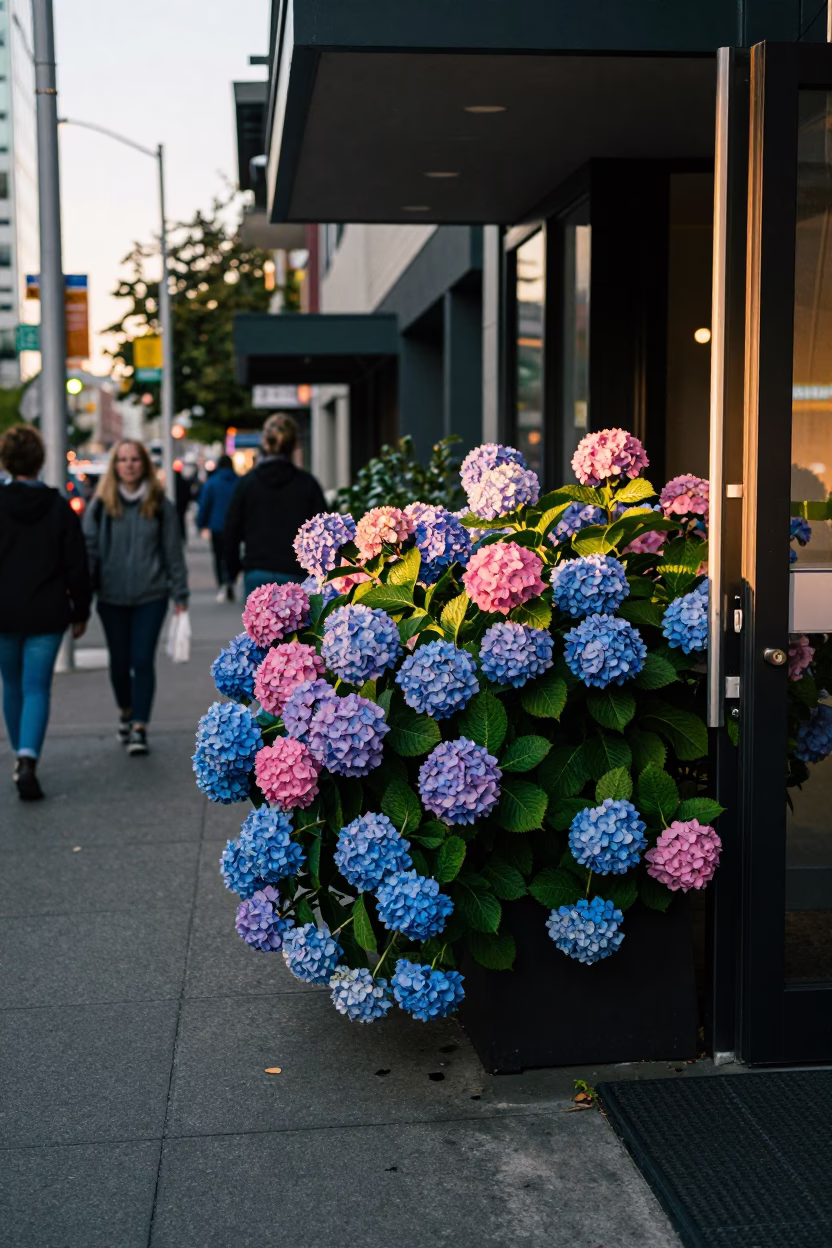 Busy Seattle Street Scene Late Afternoon with Hydrangea Bush and Art Deco Hotel Facade in in Seattle, Washington, United States