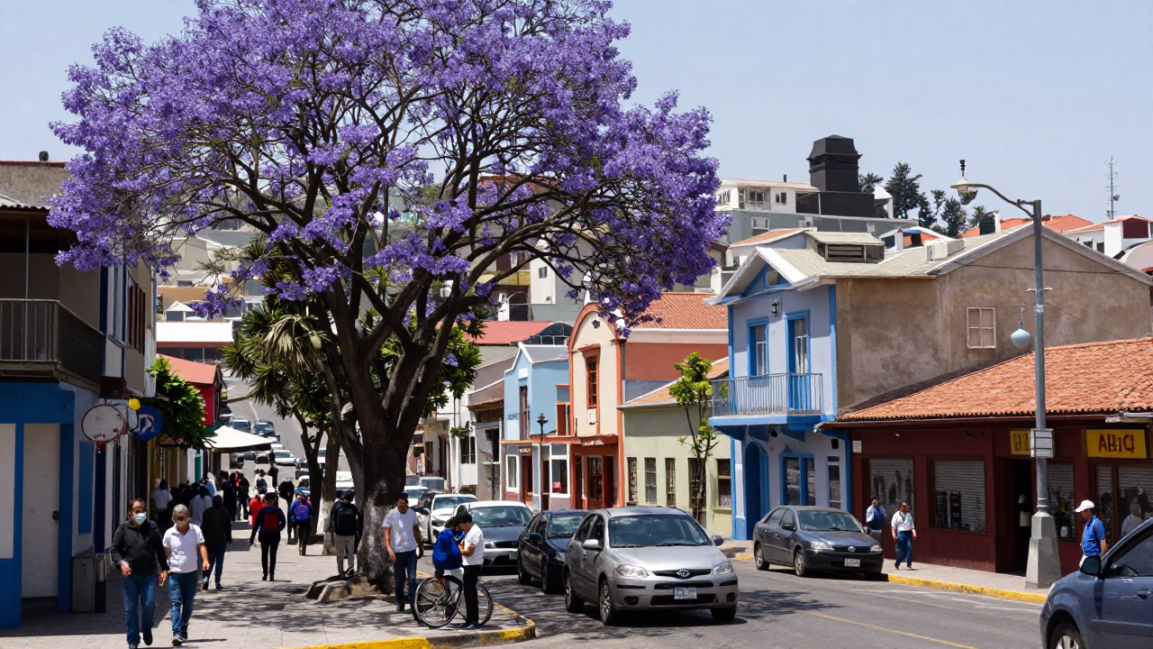 Busy Valparaiso Chile Street Scene with Jacaranda Tree and Local Life Under Noon Sun in in Valparaiso, Chile