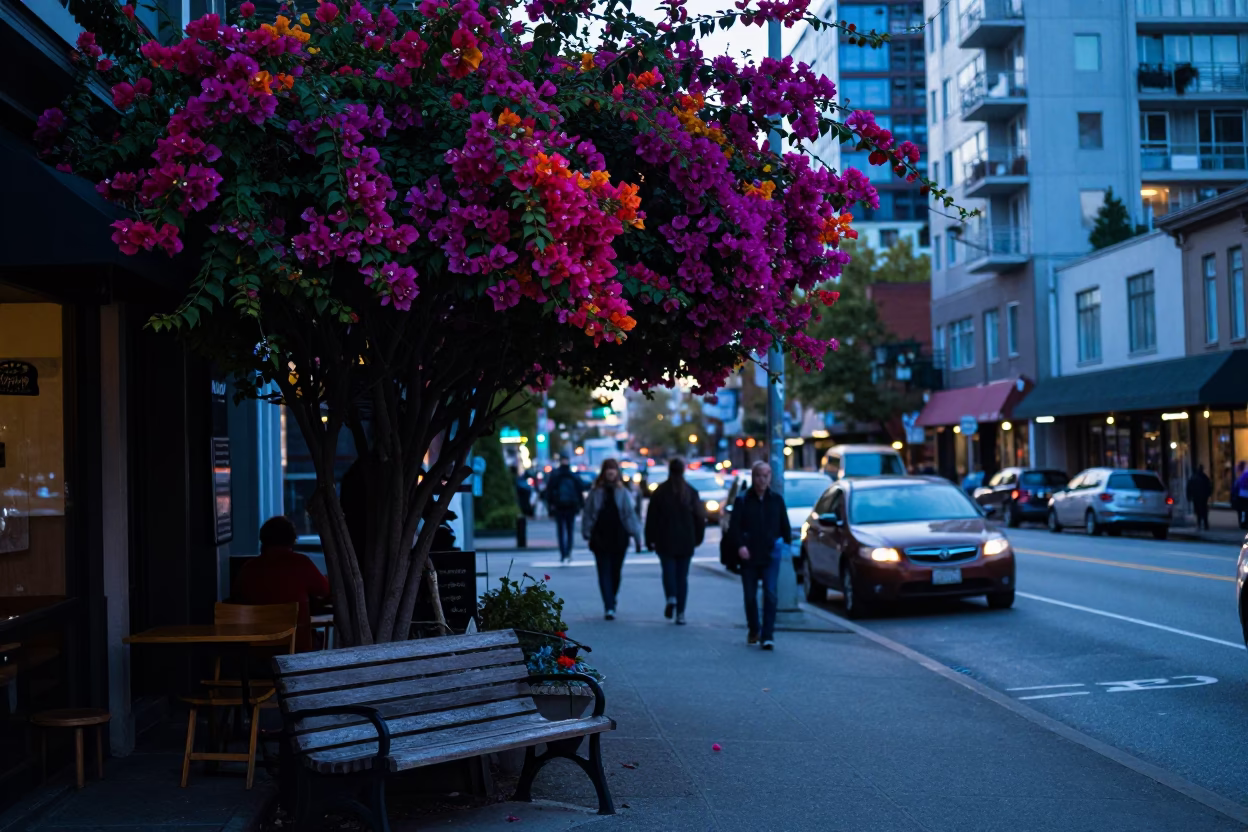 Busy Vancouver Street Scene Before Sunrise with Colorful Bougainvillea and Urban Details in in Vancouver, British Columbia, Canada
