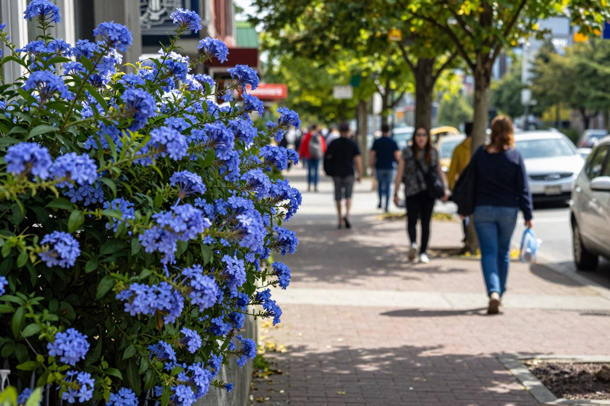 Busy Vancouver Street Scene Midday with Blue Plumbago Hedge and City Life in in Vancouver, British Columbia, Canada
