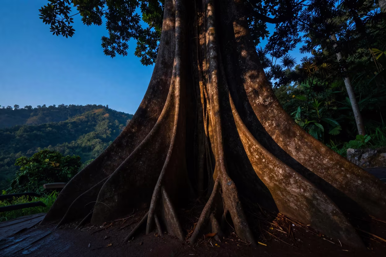Buttress Roots in Blue Hour Rainforest Near Kuala Lumpur in from a ridge above layered foothills near Kuala Lumpur