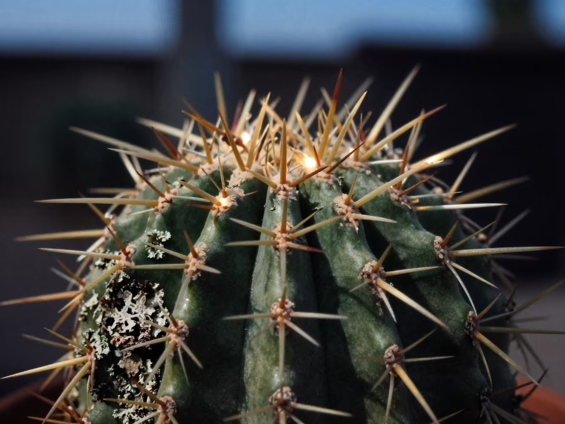 Cactus Spine Cluster Macro on Lichen Bark in on lichen-covered bark in Aqaba