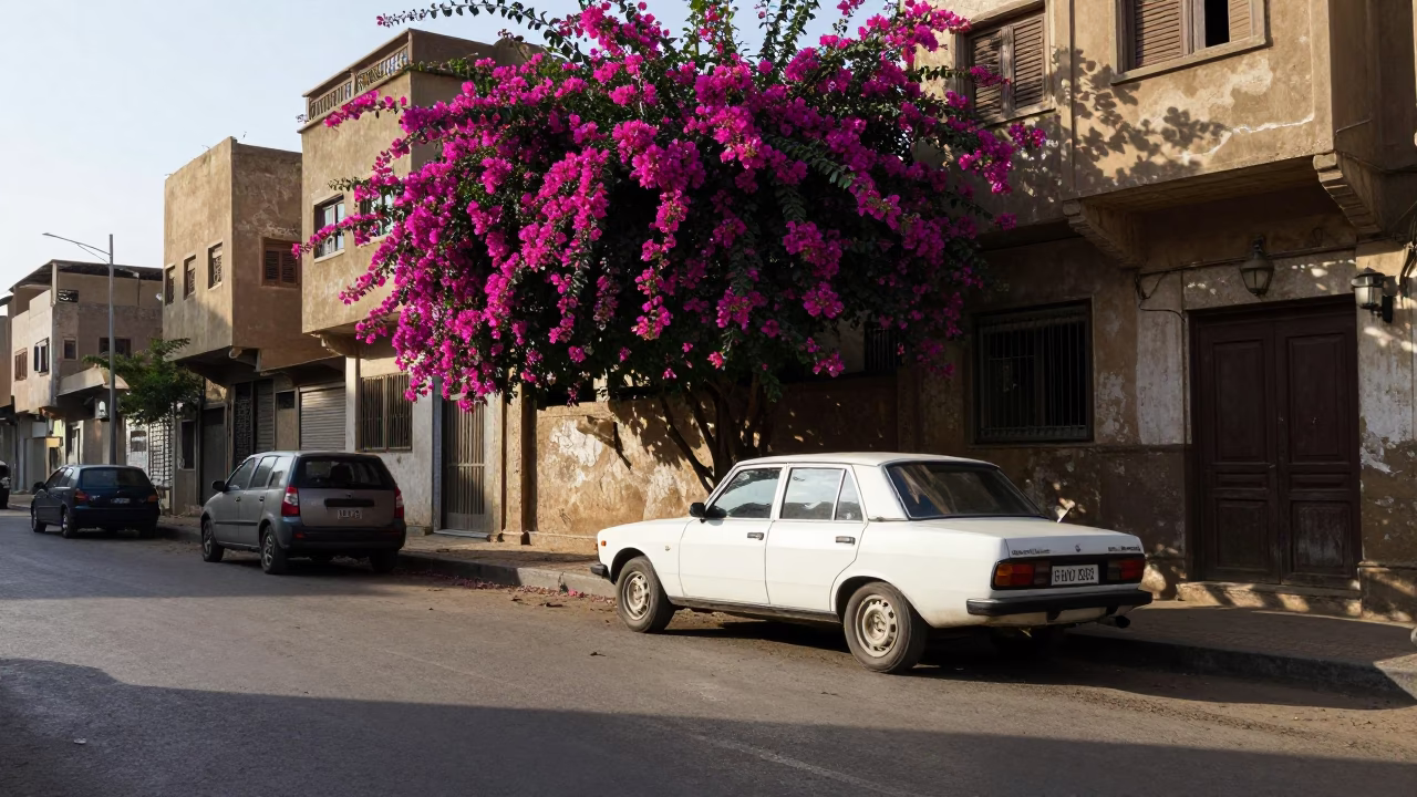Cairo Egypt Late Morning Street Scene with Bougainvillea and Vintage Car in in Cairo, Egypt