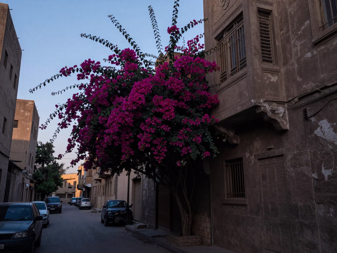 Cairo Egypt Pre-Dawn Street Scene with Bougainvillea and Local Morning Life in in Cairo, Egypt