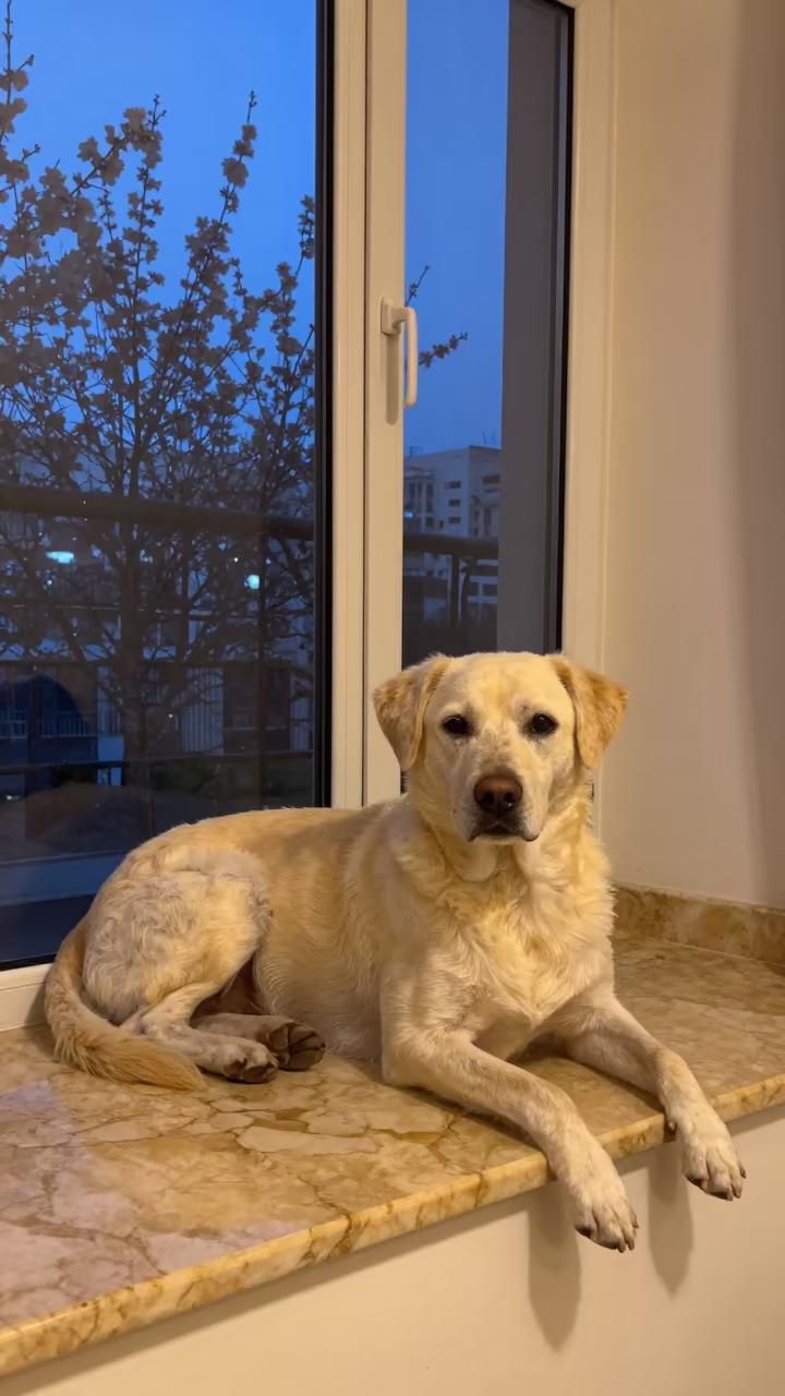 Calupoh Dog Resting on Apartment Window Seat in on a window seat in a quiet apartment with soft side light in Kuwait City