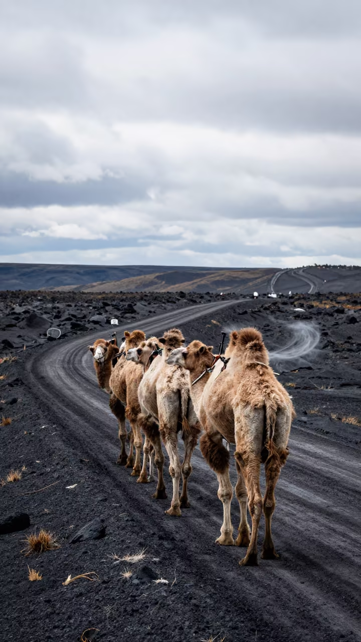 Camel Caravan on Black Lava Field in Canada in along a switchback approach in Canada