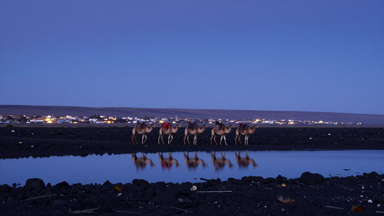 Camel Caravan on Black Lava Under Indigo Sky in in Bolivia