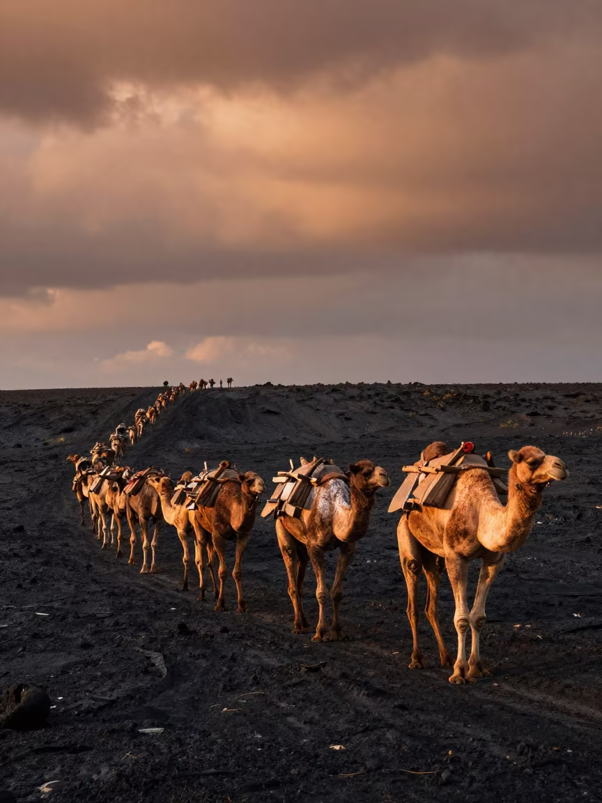 Camel Caravan Crosses Black Lava Field at Dusk in in Kashmir