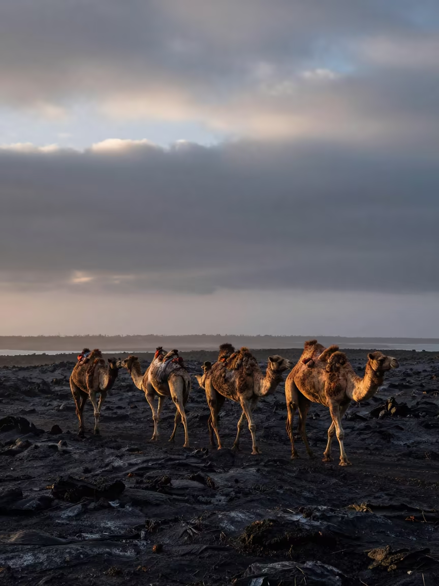 Camel Caravan Crosses Black Lava Field Twilight Colombia in beside a fogbound harbor mouth in Colombia