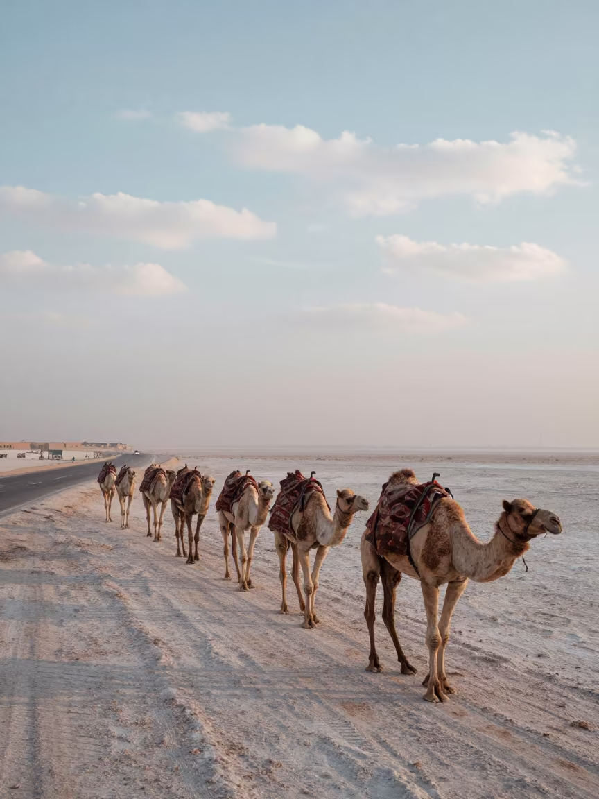 Camel Caravan Crosses Dubai Salt Flats Dawn Mist in along a switchback approach near Marina, Dubai