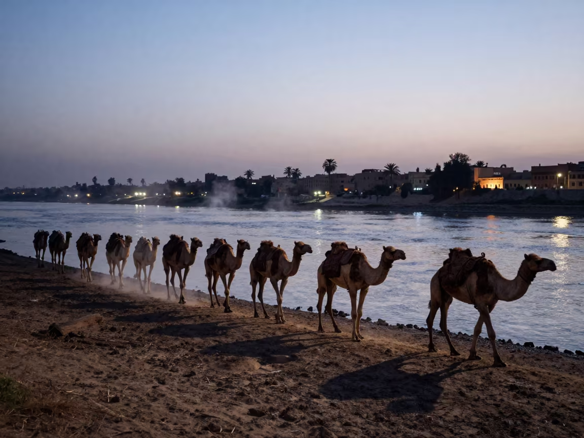 Camel Caravan Crossing at Dusk Near Coptic Cairo in across a remote ferry crossing near Coptic Cairo, Cairo