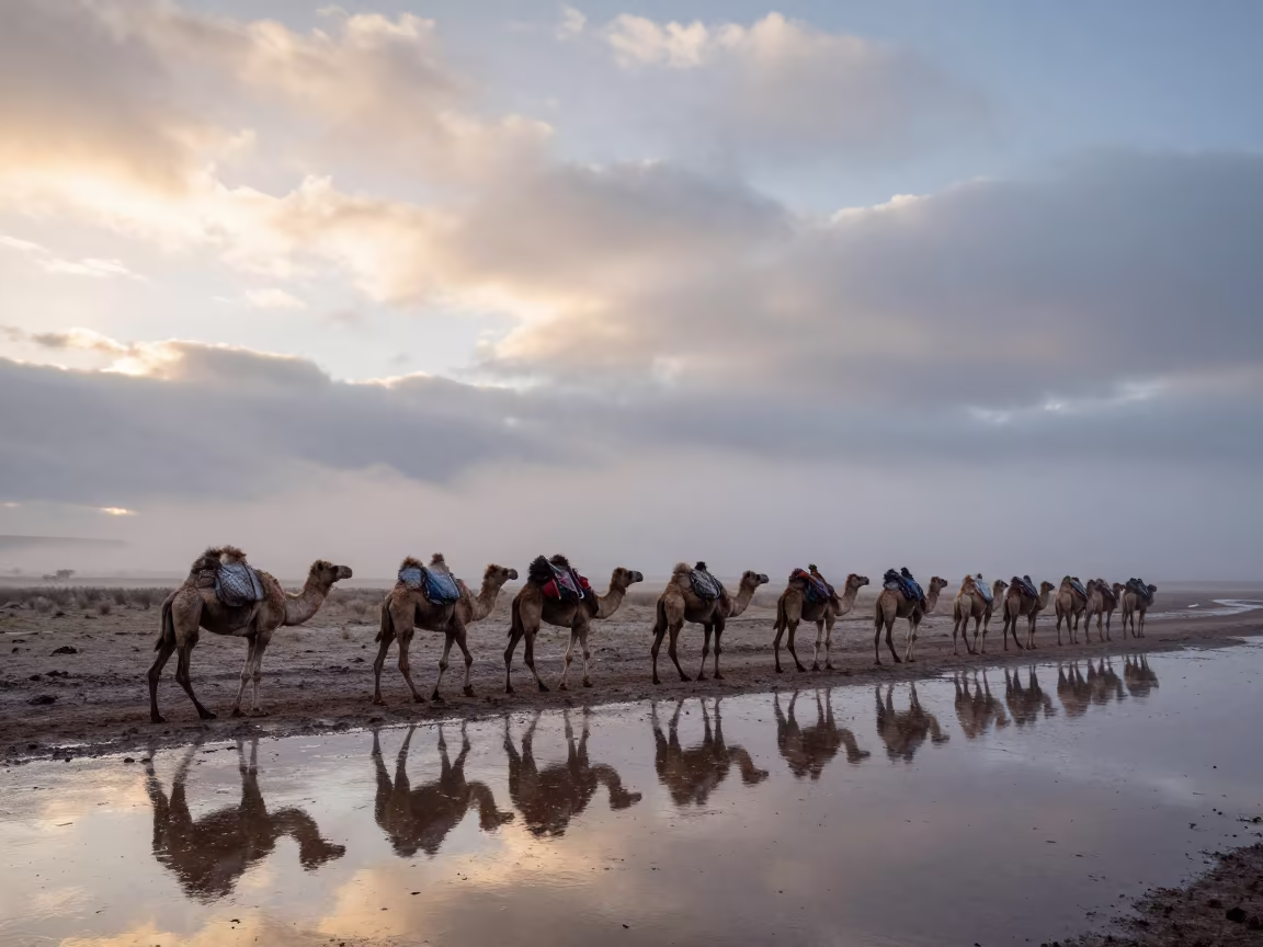 Camel Caravan Crossing Marsh Causeway at Dawn in on a wind-open causeway near Phoenix