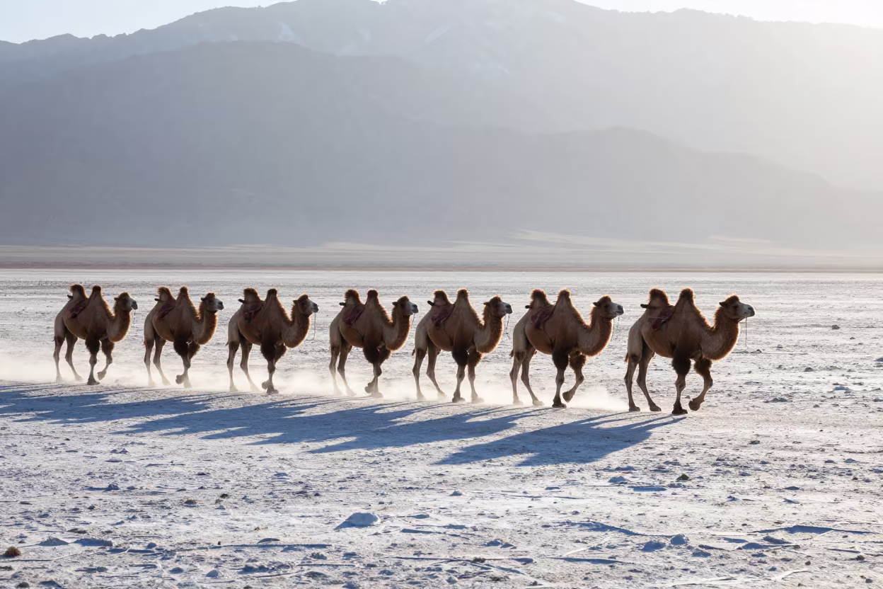 Camel Caravan Crossing Utah Salt Flats at Dawn in in Utah