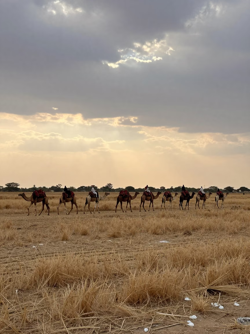 Camel Caravan Crossing Wheat Fields at Dusk in across a remote ferry crossing in Rajasthan
