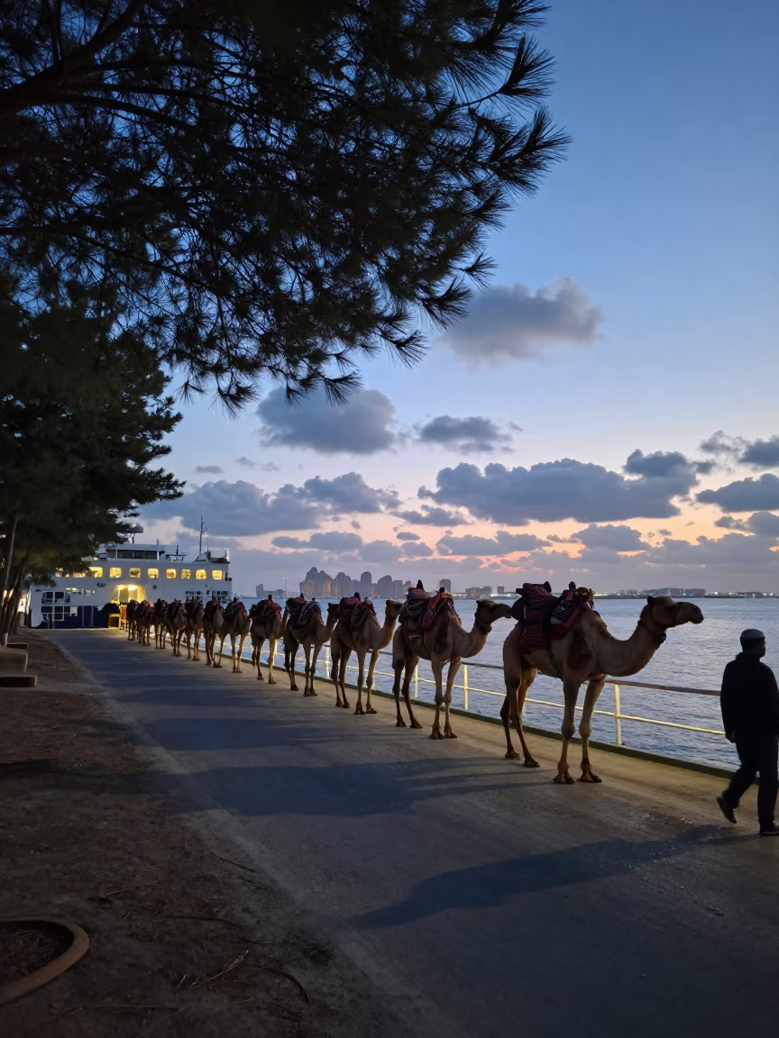 Camel Caravan Crosses Pine Forest Ferry at Blue Hour in across a remote ferry crossing near Abu Dhabi