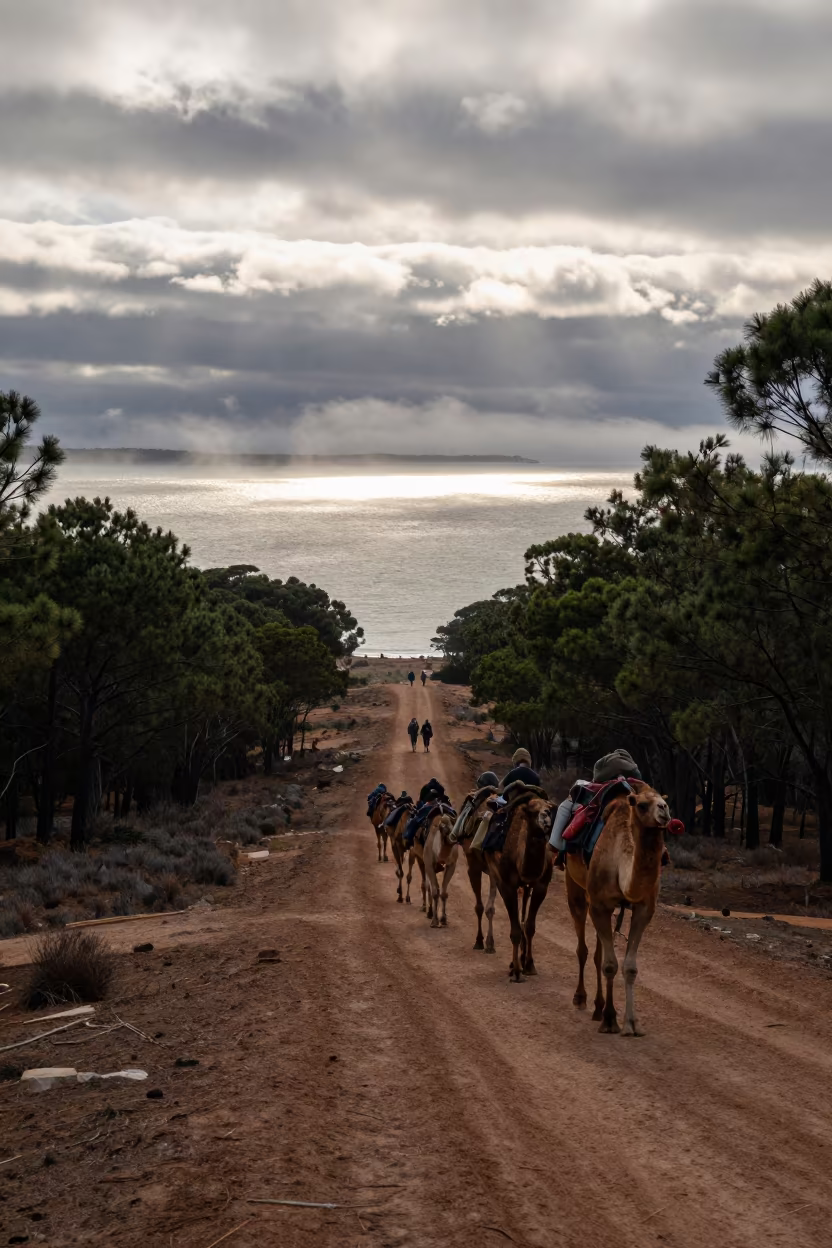 Camel Caravan Through Pine Forest Fog in beside a fogbound harbor mouth in Western Australia