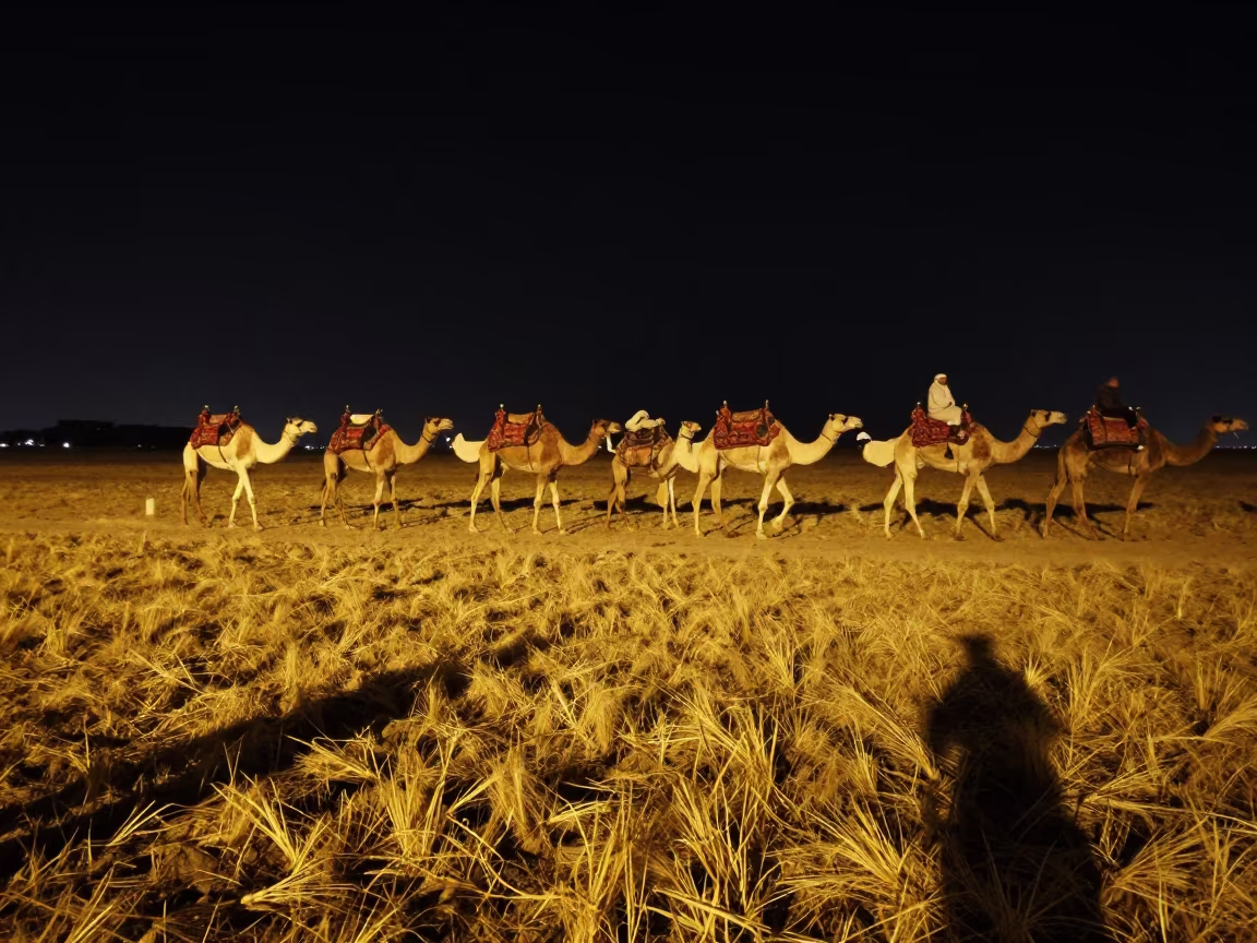Camel Caravan Crosses Wheat Field Under Night Sky in on a wind-open causeway near Abu Dhabi