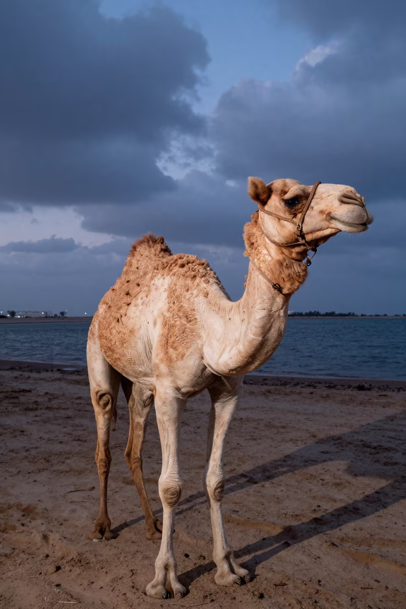 Camel Race Blue Hour Twilight Jeddah in beside a tidal inlet near Jeddah