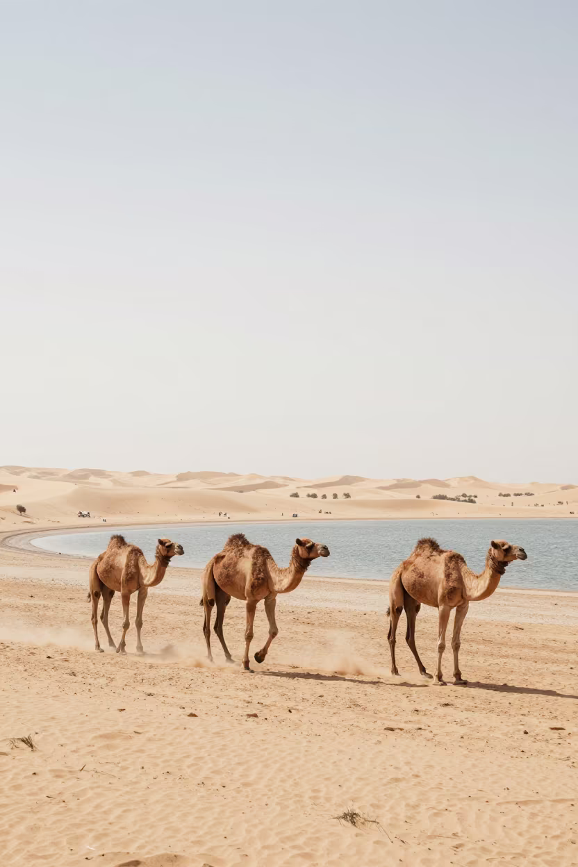 Camel Race Along Riyadh Tidal Inlet in beside a tidal inlet near Riyadh