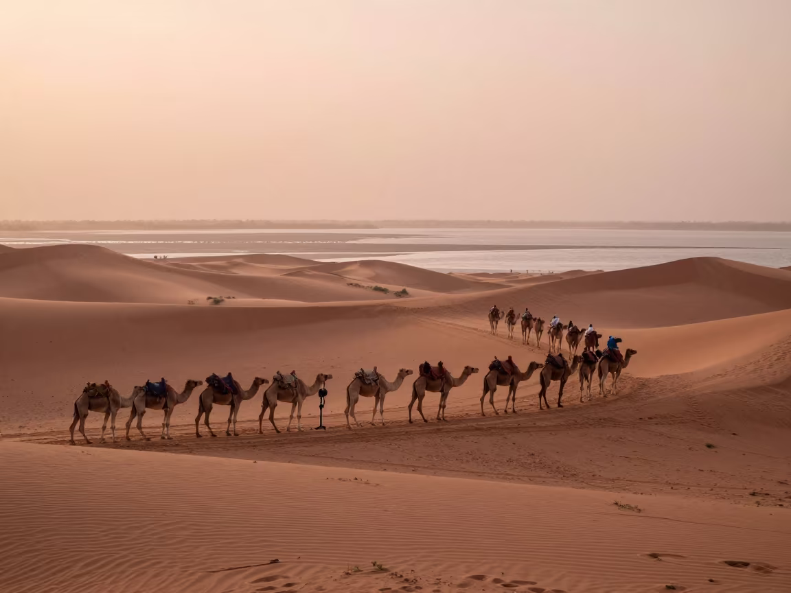 Camel Train Crossing Dunes Beside Iranian Tidal Inlet in beside a tidal inlet in Iran