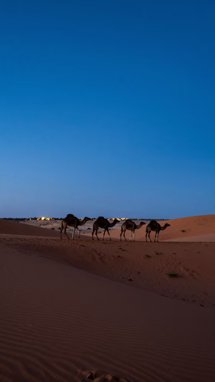 Camel Train Crossing Western Australia Dunes at Blue Hour in in Western Australia