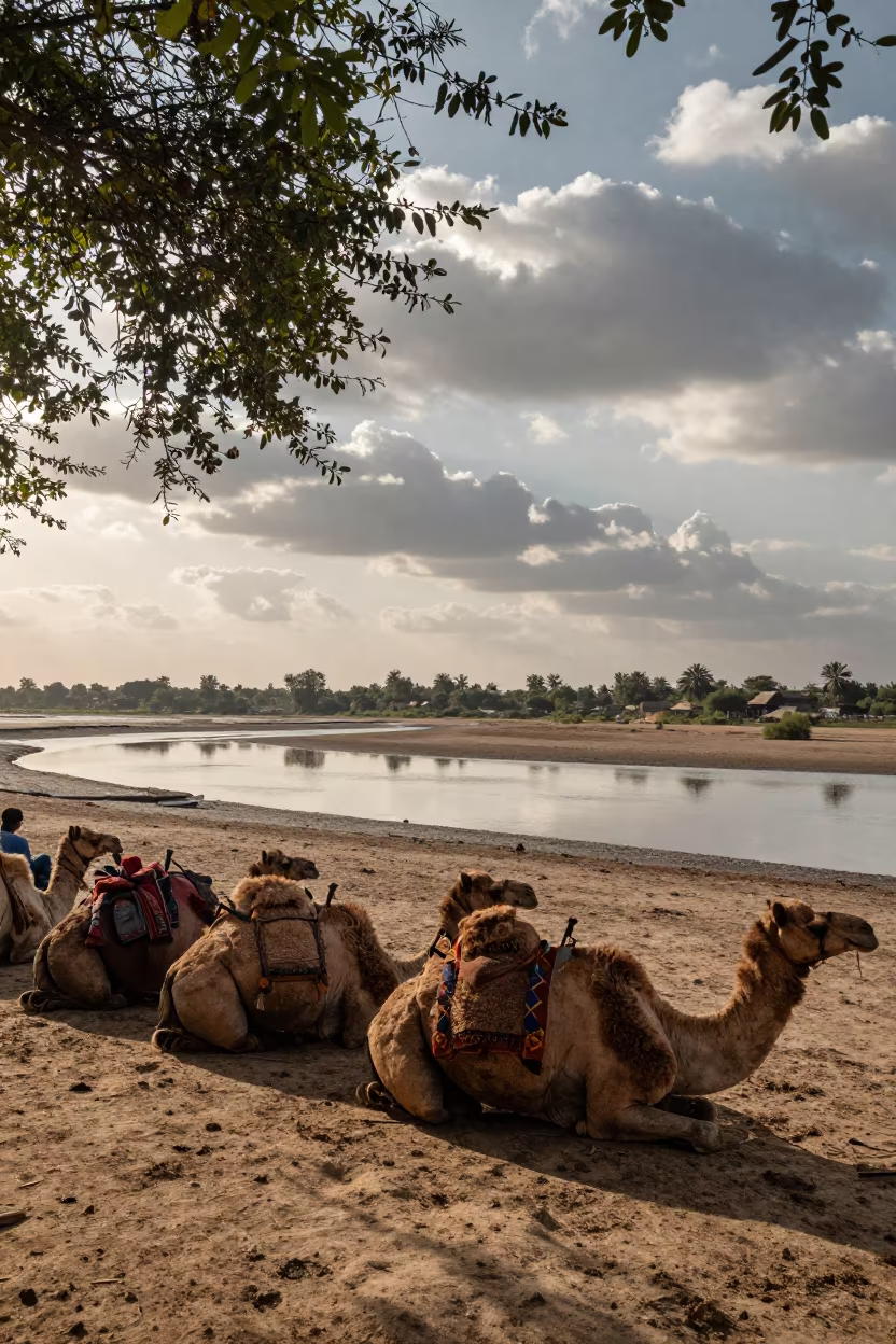 Camel Train Resting by Tidal Inlet in beside a tidal inlet in Rajasthan