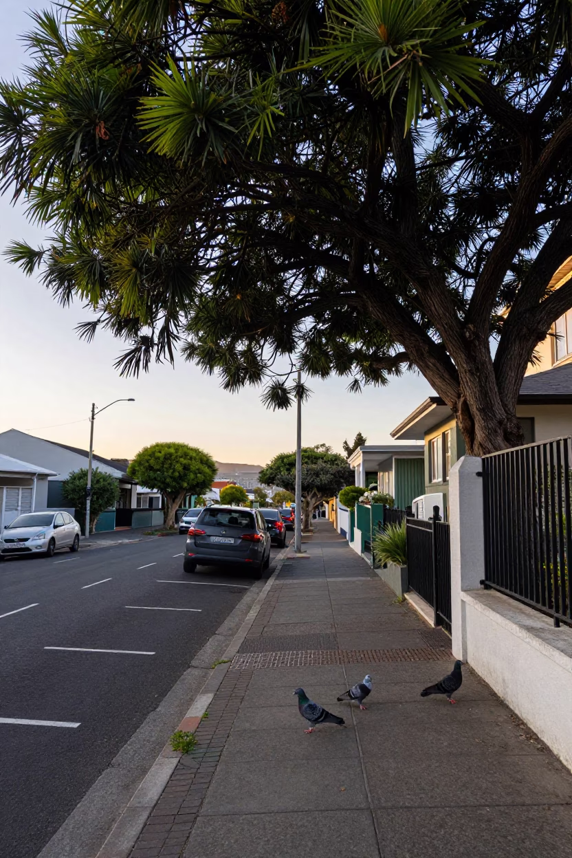 Cape Town Dawn Street Scene with Tree and Pigeons at First Light in in Cape Town, South Africa