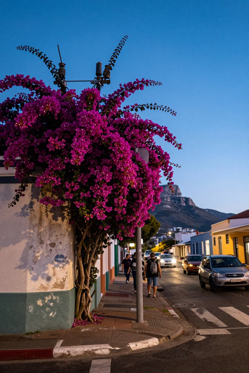 Cape Town Evening Street Scene with Bougainvillea and Substation Insulators Under Last Blue Light in in Cape Town, South Africa