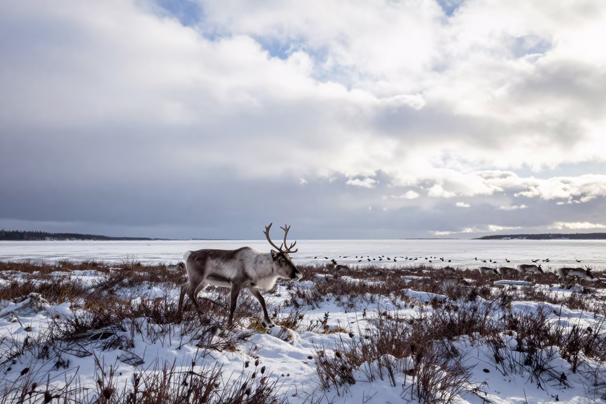 Caribou Stag Crossing Snow Near Stockholm Reed Bed in at the edge of a reed bed near SOFO, Stockholm