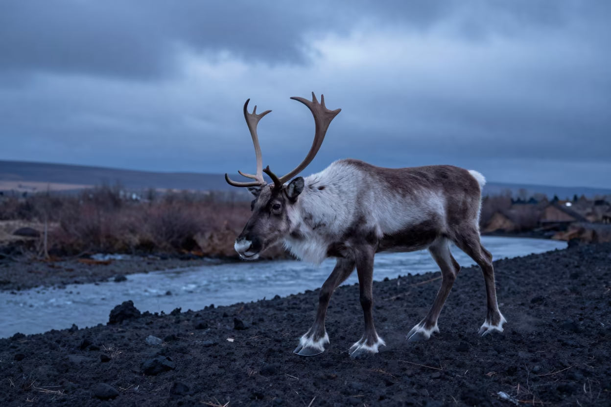 Caribou Stag Crossing Volcanic Sand at Dusk in above a glacial stream near Tbilisi